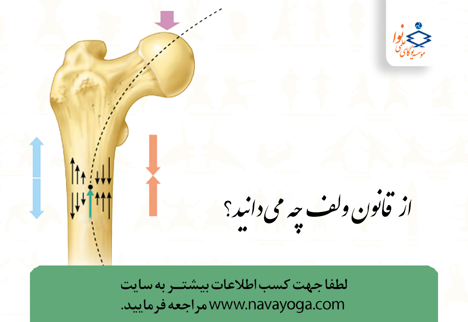 قانون ولف چه می گوید؟